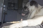 狗狗打吊瓶需要多久？（了解狗狗打吊瓶的时间和过程）