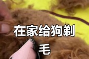 比熊狗毛发修剪时间的选择（如何确定比熊狗修剪毛发的最佳时机）