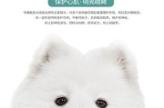萨摩耶犬价格调查及购买指南（了解萨摩耶犬价格，为你的新家庭成员做好准备）