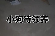 小狗狗何时可以开始吃主食？（探讨小狗狗出生后适合开始吃主食的时间及注意事项）