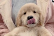 小金毛20多天喂什么？（科学合理的饲养计划让宝宝健康成长）