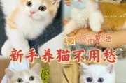 探究猫为何易患肝腹水的原因（解析肝腹水在猫身上的表现及治疗方法）