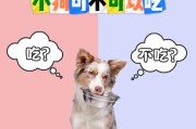 狗狗的无敌食量（探究狗狗的大胃口及其对健康的影响）