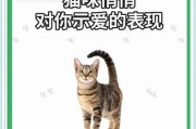 猫咪的尾巴（揭秘猫咪情绪背后的尾巴语言）