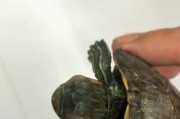 乌龟眼部浮肿的症状及原因（了解乌龟眼部浮肿的危害与处理方法）