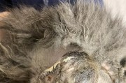 猫咪绝育结痂后的应对方法（避免感染和促进愈合，让爱宠更健康）