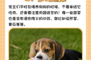 狗狗上火了怎么办？15个方法帮助降火（了解狗狗上火的症状及其解决办法，让你的宠物恢复健康）