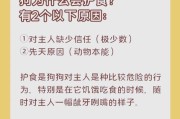 为什么狗狗这几天不吃食？（探究狗狗食欲减退的原因及应对方法）