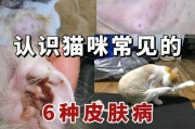 养猫小知识（为你的猫节省开支与空间）