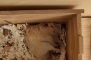 仓鼠养护指南（了解仓鼠的饮食喜好及如何提供均衡营养）