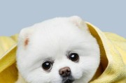 茶杯犬真的不会长大吗？（揭开茶杯犬的成长谜团）