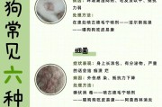 常见狗病解析（掌握关键知识，让你的宠物狗健康幸福）
