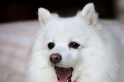 爱斯基摩犬饲养指南（全面了解美国爱斯基摩犬的饲养技巧和注意事项）