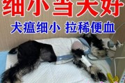 探究犬细小病毒的传播途径与预防方法（了解犬细小病毒，守护爱宠健康）