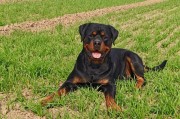 了解罗威纳犬的关键要点（以罗威纳需要注意什么？）