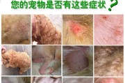 狗螨虫治疗打针时间解析（了解狗螨虫治疗过程及打针时间安排）