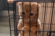 如何防止猫咪咬人？（掌握正确方法，让猫咪变得友善温顺）