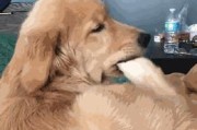 狗为什么会啃自己的脚？（探索狗啃脚的原因及解决方法）