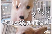 柯基的不同年龄段喂养指南（了解柯基各年龄段的饮食需求，让你做个合格的狗爸狗妈）