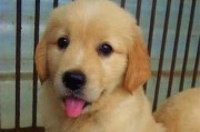 《养好一只金毛犬的秘诀》（培养快乐宠物生活的金毛犬养育指南）