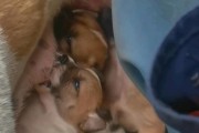 小奶狗多久可以带出来？（宠物主人必读的适时sacai犬龄护理指南）