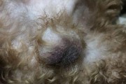 狗狗阴囊炎（了解狗狗阴囊炎的发生原因，及时治疗保护宠物健康）