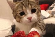 猫咪可以吃的8种蔬果（丰富猫咪饮食，让它们享受蔬果的好处）