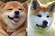 如何分辨柴犬和秋田犬？（了解柴犬和秋田犬的特征和区别，轻松分辨两种犬种）