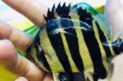 印尼虎鱼的饲养方法（打造一个健康、美丽的鱼缸生态系统）