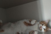 小猫的身子像什么？（揭秘小猫身体的神奇之处）